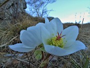 18 Ellebori in fiore